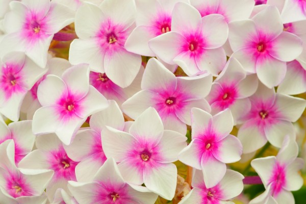 Conjunto de flores con pétalos blancos y el centro fucsia