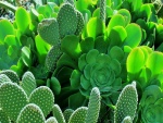 Verdes cactus en un jardín