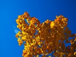 Un árbol con hojas amarillas bajo un cielo azul