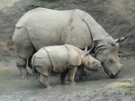 Pequeño rinoceronte junto a su madre