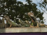Un grupo de iguanas