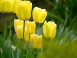 Tulipanes amarillos creciendo en el campo