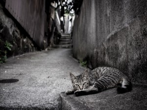 Gato tumbado en el suelo de una estrecha calle