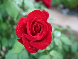 Rosa roja creciendo en el rosal