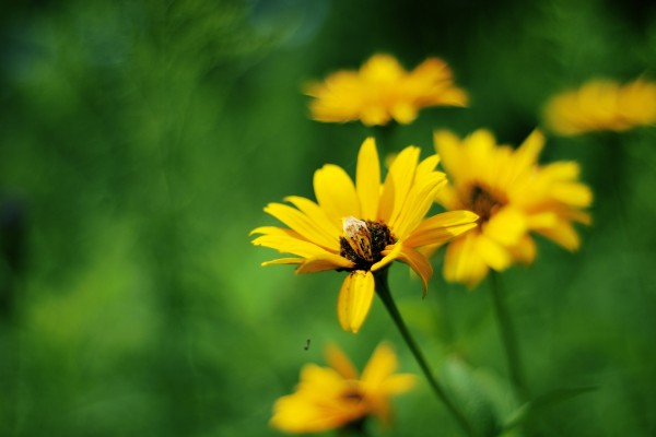 Flores amarillas en el campo