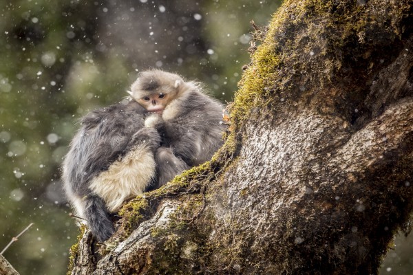 Dos monos acurrucados bajo la nieve