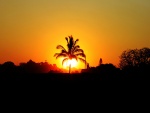 Gran sol tras una palmera