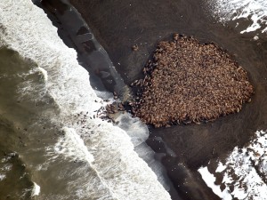 Postal: Vista aérea de una colonia de morsas en una playa