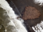 Vista aérea de una colonia de morsas en una playa