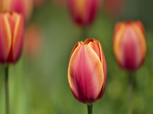 Tulipanes cerrados