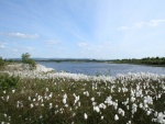 Hermosas flores blancas junto a un lago
