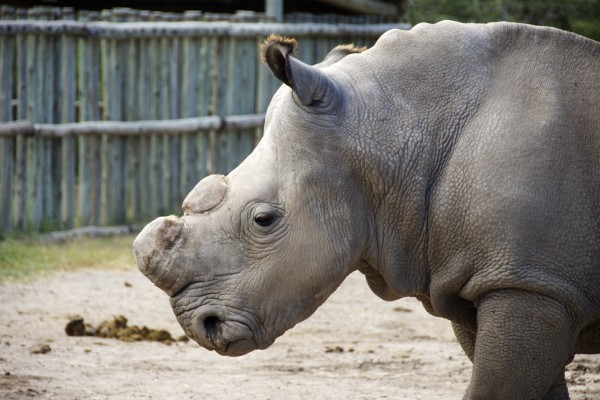 Rinoceronte sin cuernos