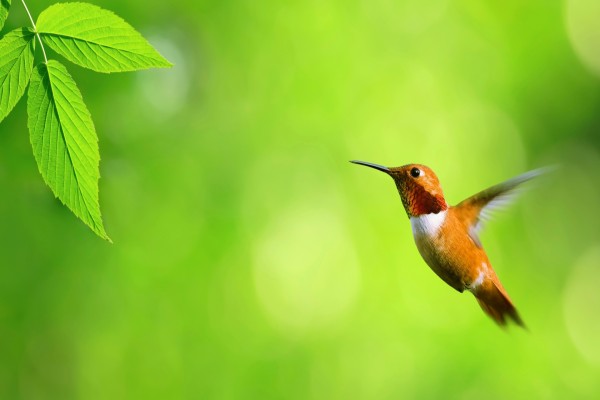 Un bonito colibrí junto a unas hojas verdes