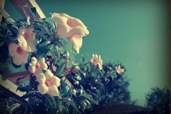 Flores rosas creciendo en un arbusto