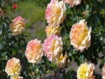 Espléndidas rosas creciendo en un rosal