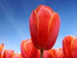 Tulipanes naranjas bajo un cielo azul