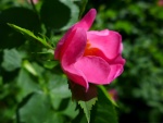 Flor de un bonito color rosa