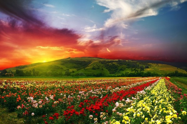 Un hermoso cielo sobre un campo de rosas