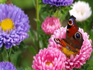Mariposa en un jardín de dalias