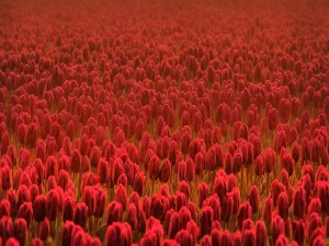 Un gran campo de tulipanes rojos