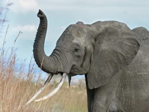 Elefante mostrando sus cuernos