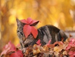 Gato jugando con las hojas otoñales