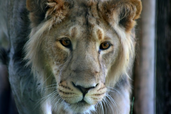 La cara de un joven león