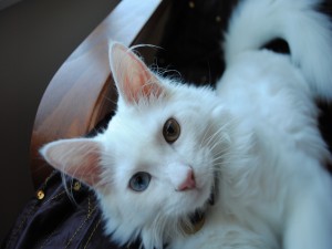 Un hermoso gato blanco con un ojo azul
