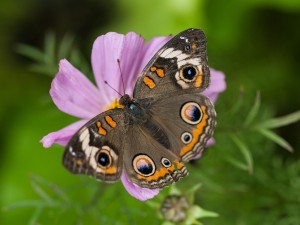 Mariposa sobre una flor lila