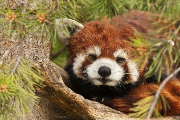 Un panda rojo adormilado