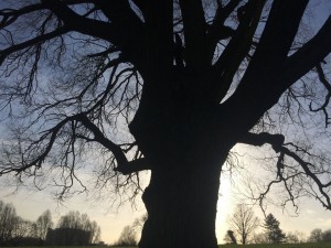 Un árbol sin hojas