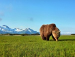 Un oso pardo sobre la hierba