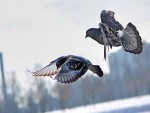 Dos palomas volando