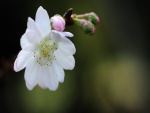 Hermosa flor blanca junto a pequeños brotes
