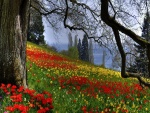 Colina cubierta de tulipanes rojos y amarillos