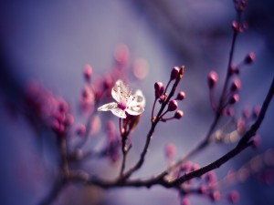 Una flor y brotes en la rama