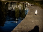 Patos y aves junto a un estanque