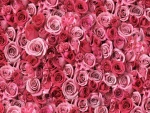 Imagen cubierta de rosas