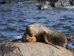 Pareja de leones marinos durmiendo sobre una roca