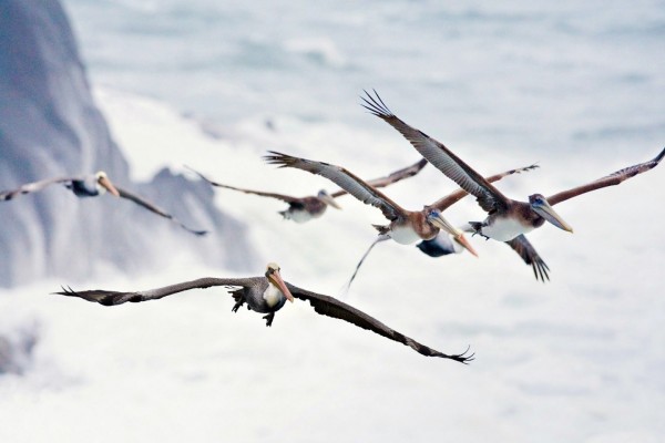 Grupo de pelícanos volando sobre el mar