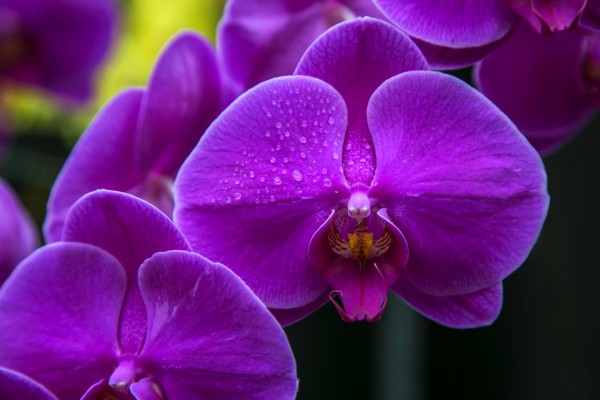 Orquídeas púrpuras con gotas de rocío