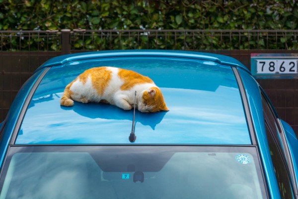 Gato durmiendo sobre un coche