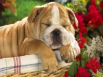 Perro durmiendo en una cesta junto a unas flores