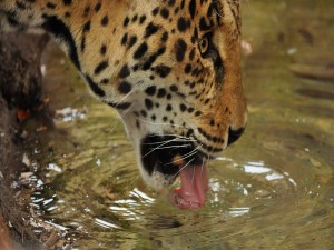Jaguar tomando agua