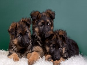 Tres cachorros sentados en una alfombra blanca