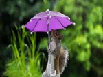 Ardilla sosteniendo un paraguas púrpura