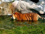 Tigre en el río