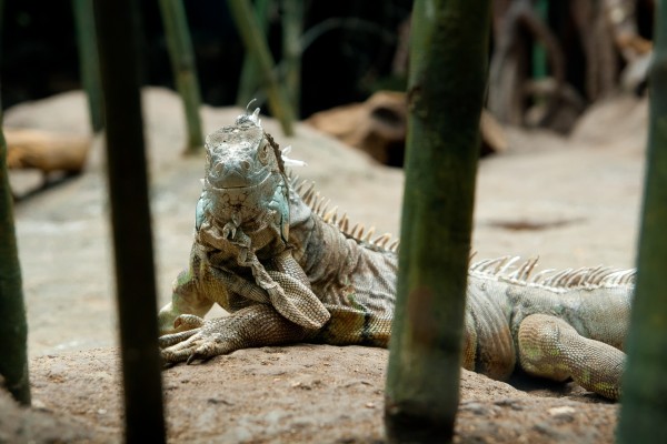 Una iguana descansando