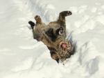 Gato tumbado en la nieve con la lengua fuera