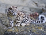 Pequeño leopardo de las nieves sobre una roca